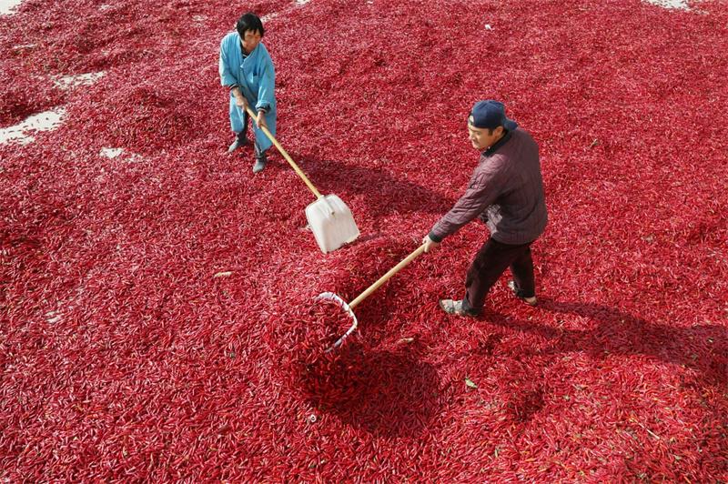 安徽濉溪：金秋时节“丰”景独好