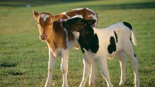 新生犊牛频繁喘气的原因是什么？怎么预防犊牛出现喘气？