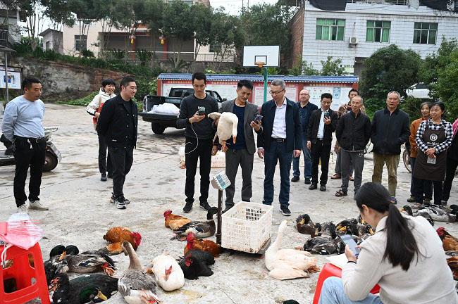 自贡荣县第一书记牵头供“土货” “熊大熊二”开直播为乡亲义卖