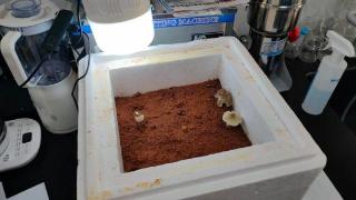 培育十年重大突破！四川首次实现人工培育鸡枞菌，白蚁立功了