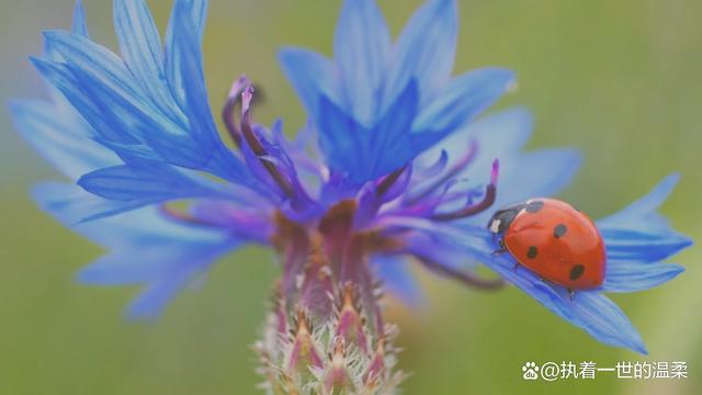 31岁没有谈过恋爱并不代表丢人，每个人的人生旅程都不同