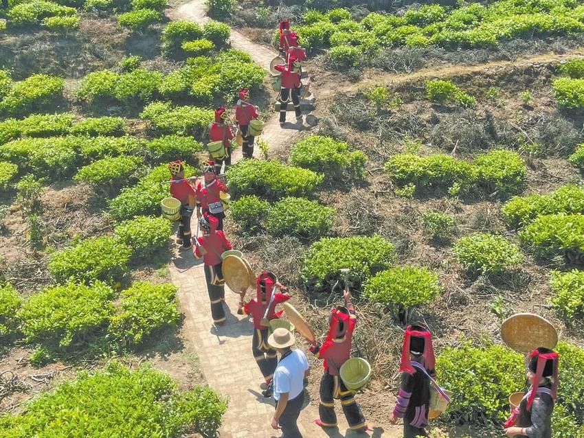 绿春县早春玛玉茶开采节举行