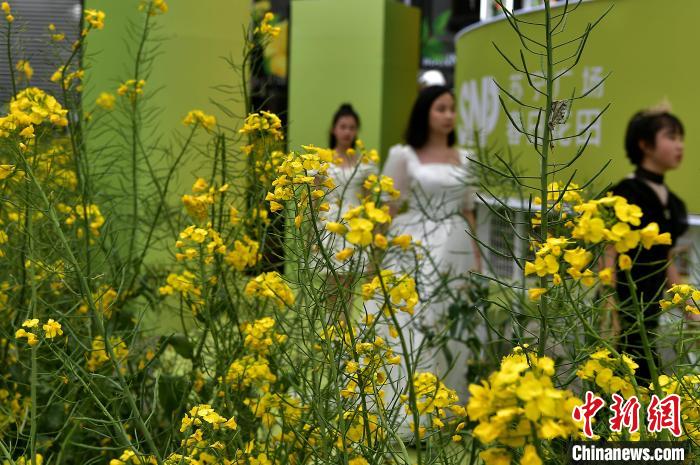 花开福建：油菜花进城上演时尚花田秀