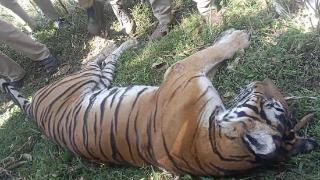 印度祖孙二人同一天被同一只老虎吃掉，亲戚惊吓过度也去世了