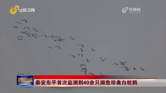 泰安白枕鹤被确认为国家一级保护动物