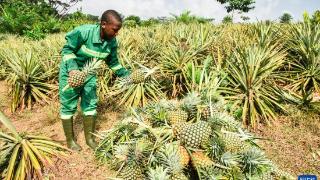 中国援建农业职业技术中学助喀麦隆农业发展
