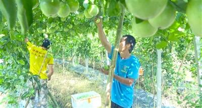 千亩百香果喜丰收“钱景”喜人农户干劲足