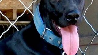 神犬骑兵，国内外最受欢迎的二大黑狗护卫犬，守护家庭财产安全