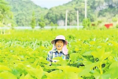 小小银蚕织出乡村“致富茧”