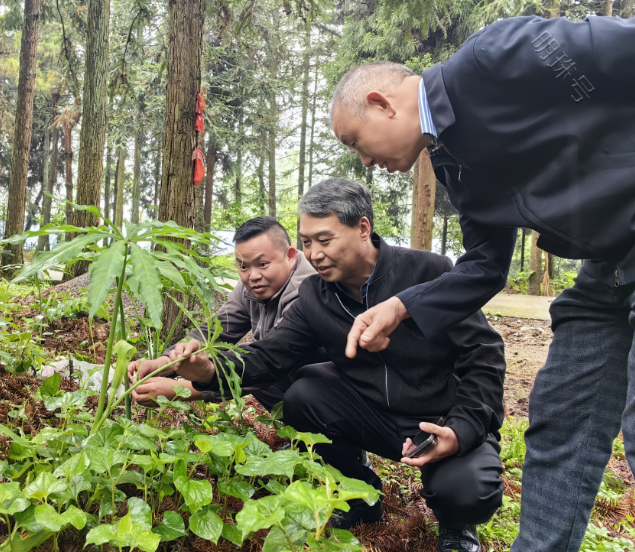 贵州省中医药文化促进会到会员企业中草药基地开展种植产业调研