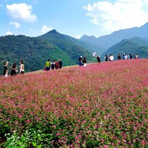 乡村行·看振兴丨陕西蓝田:为乡村产业添“美”增“智”激发振兴活力