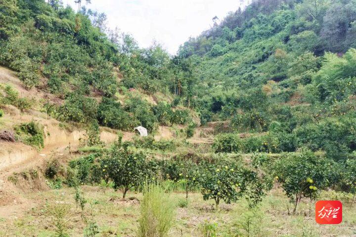 贵州大龙：满目山川披绿装 生态富民好钱景