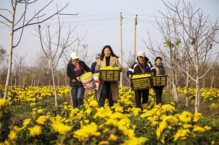 邯郸复兴区：林下套种金丝菊 一地两用促增收