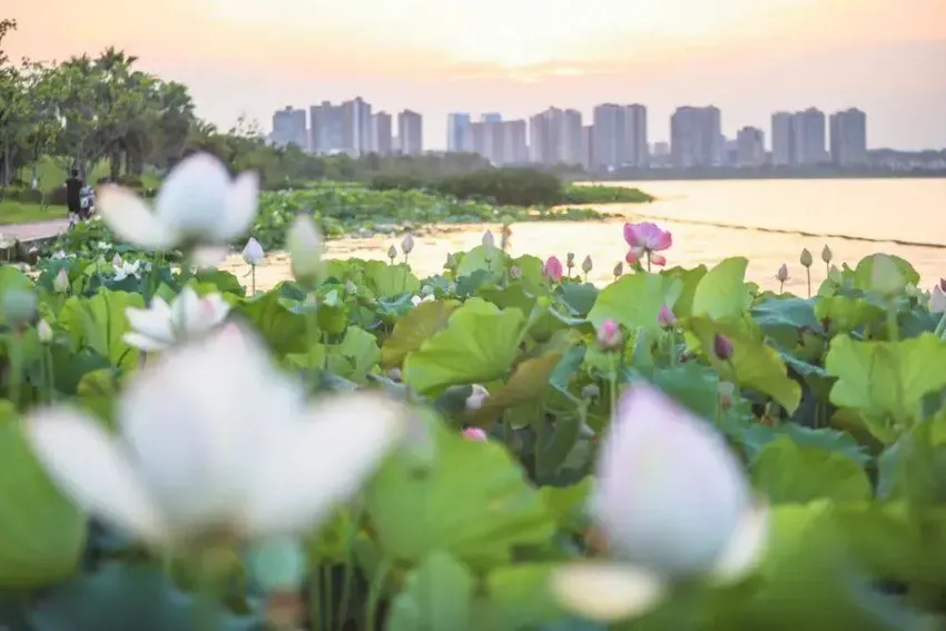 芒种！风吹麦浪，仲夏始