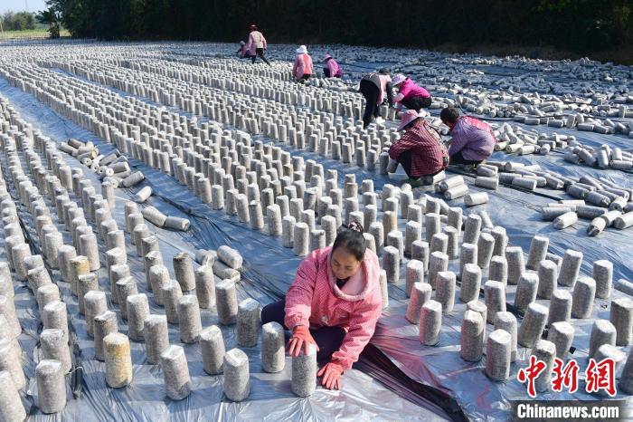 广西罗城仫佬山乡：“冬闲田”变“增收田”