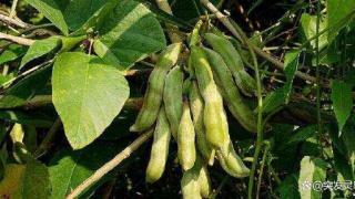 黧豆：自然的馈赠，别名“猫豆”，煮水后是难得的美食