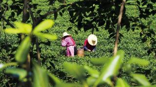 全国最爱喝茶的城市，非它莫属