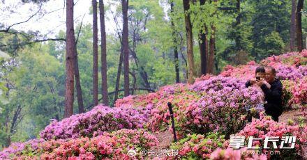 长沙省植物园450亩拥有国内外杜鹃属植物盛花期