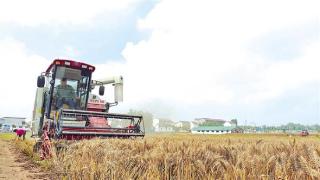 西华县103万亩小麦全面开镰收割