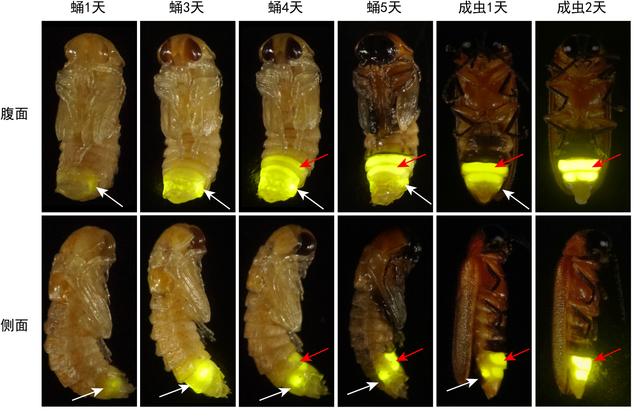 萤火虫为何能发光？这两个问题一直是科学界的未解之谜