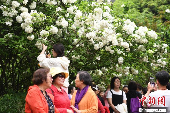 重庆：木绣球花盛开 吸引市民打卡