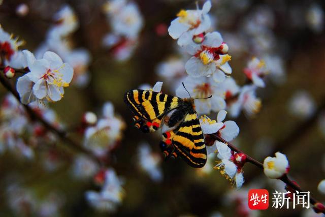 南京山中“小虎”中华虎凤蝶翩翩起舞