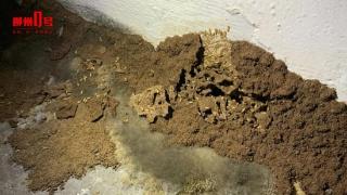 小区地下车库出现大量白蚁，清理过后再次出现