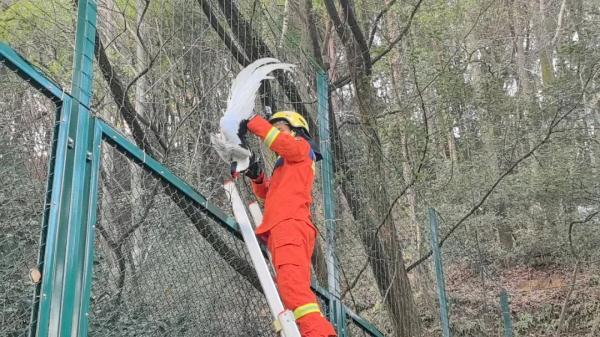 两头蒙古野驴被铁丝网紧紧缠绕！