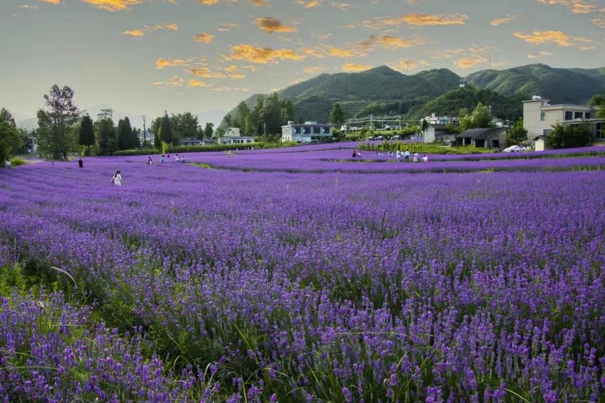 阿西里西韭菜坪：避暑度假旅游潮 带活小山村