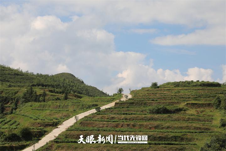 聚焦普安高质量发展｜老茶园的新茶香