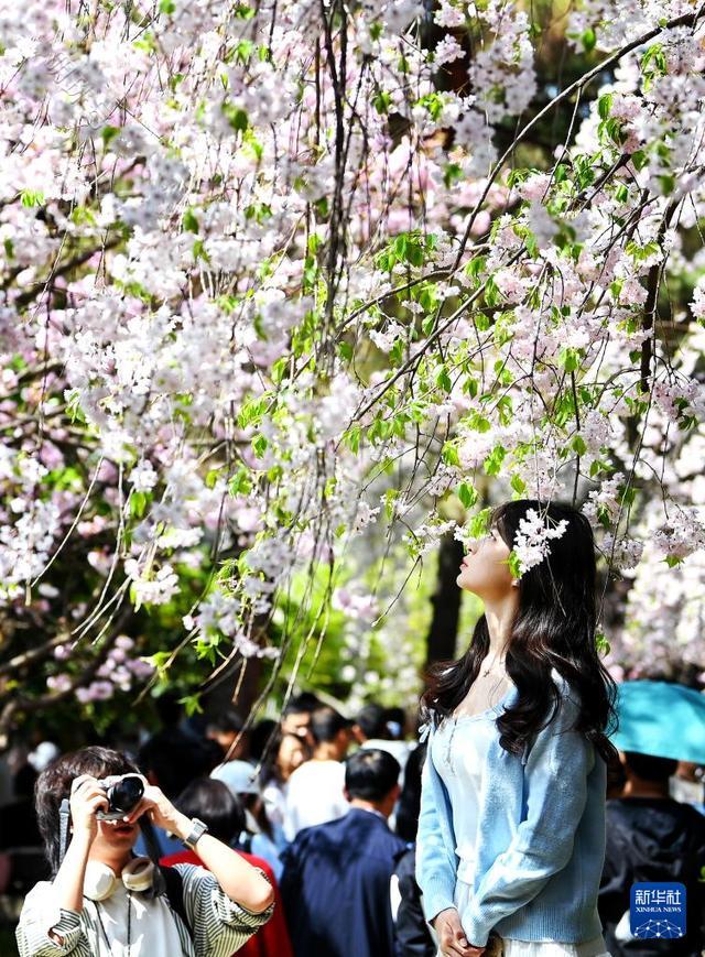 春至长安：花开一日看不尽