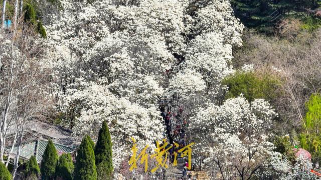 济南最高气温升至23℃，白玉兰花海绽放