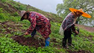 身边事｜忠县：5000株西瓜苗“安家落户” 撂荒沙地变“致富田”