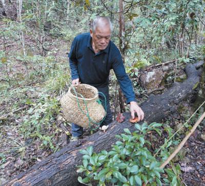 林菇共育，实现林生菇、菇养林（人民眼·农业文化遗产保护）