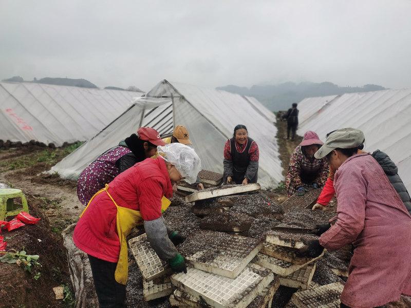 习水：春耕正当时 万亩烤烟育苗忙