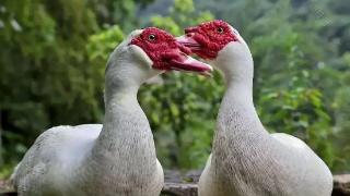 鸭肝破裂病发生的原因  怎么治已出现肝破裂症状的鸭