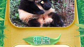 一图了解丨丫丫、萌兰……你还知道哪些顶流大熊猫？