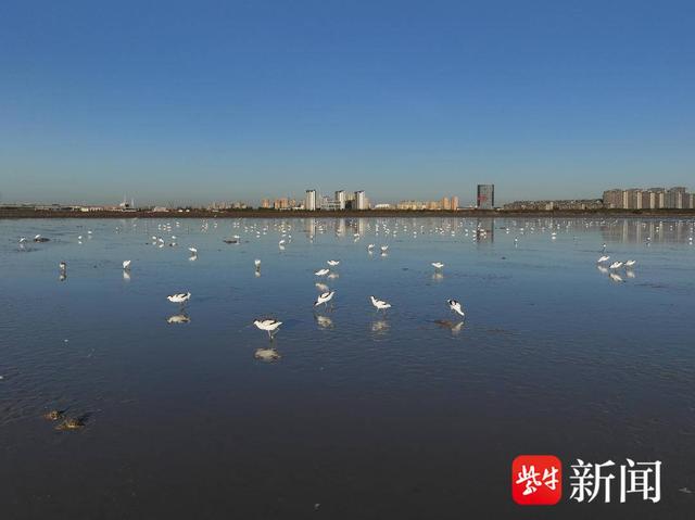 成群反嘴鹬在赣榆区沿海湿地小憩觅食