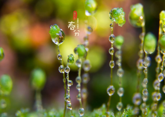 女人不想老得快，多吃这几种不花钱的菜，春分前最后一茬，别错过