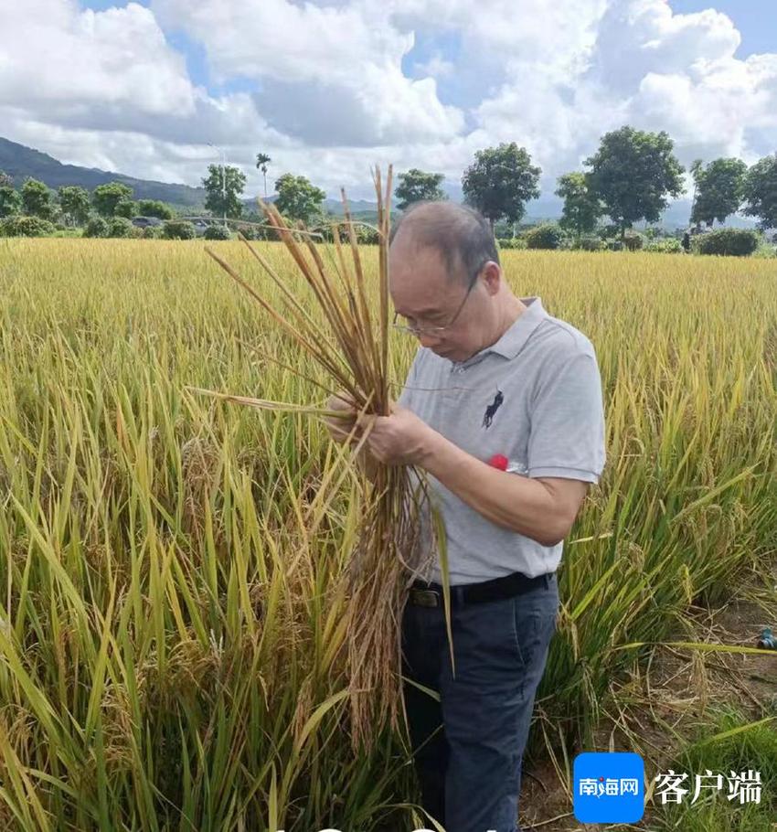 亩产403.3公斤 三亚这个示范点水稻测产