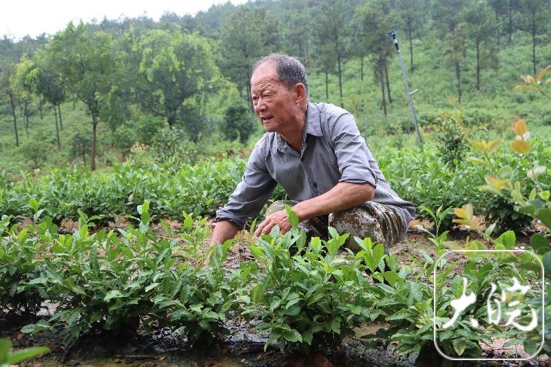 易厚掌：39年掌纹刻岁月，绿化荒山守绿梦