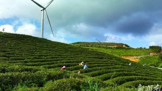 通道：高山茶产业助农增收