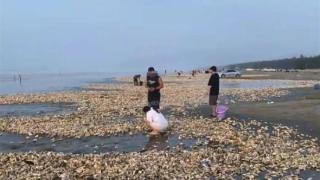汕尾海滩出现大量生蚝，官方回应：来源不明