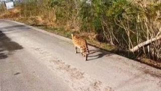 石家庄一市民山路上拍到疑似大型猛兽“豹”在路上溜达