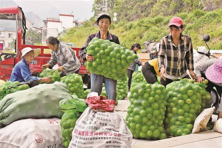 橘红丰产 农民增收