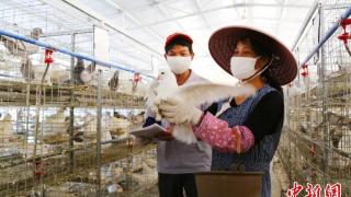 广西贵港：亿元“鸽”产业为乡村振兴插上翅膀