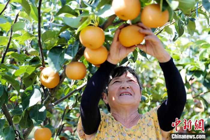 山东莱西：硕果挂枝头 农民采梨忙