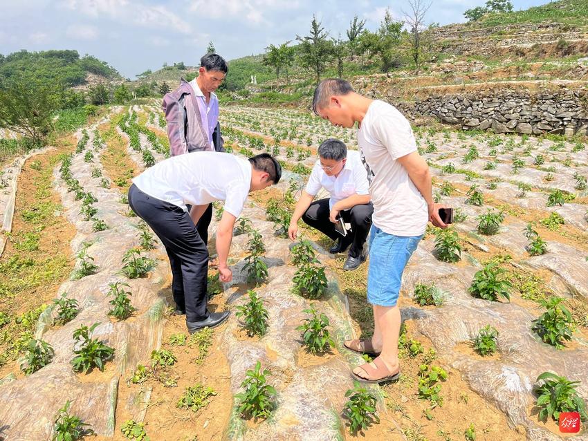 工行贵州毕节分行发放首笔辣椒贷 助力辣椒产业“红”起来