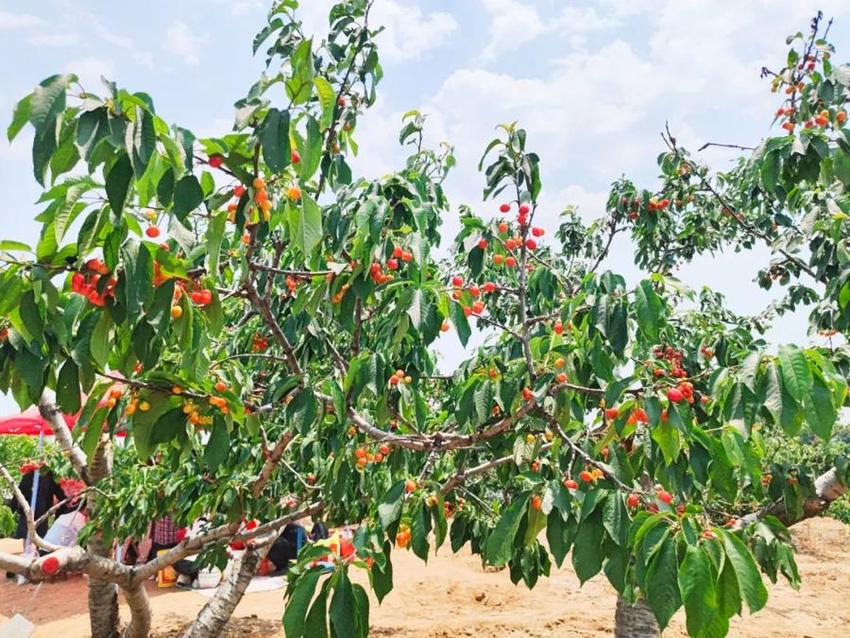 推动优质鲜果“出圈”！临沂商管集团直播带货走进厉家寨樱桃节