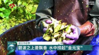 江苏水网密布 多地水产品迎来丰收